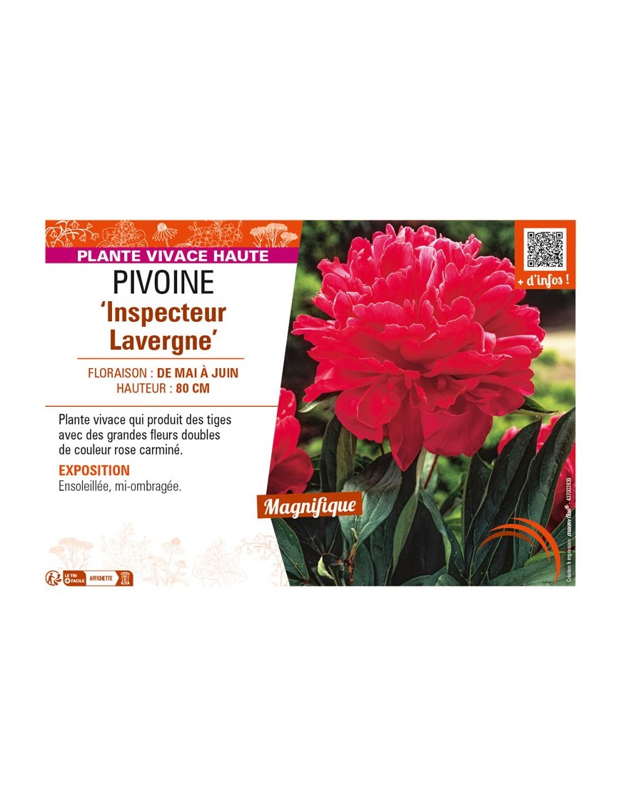 PAEONIA lactiflora Inspecteur Lavergne voir PIVOINE