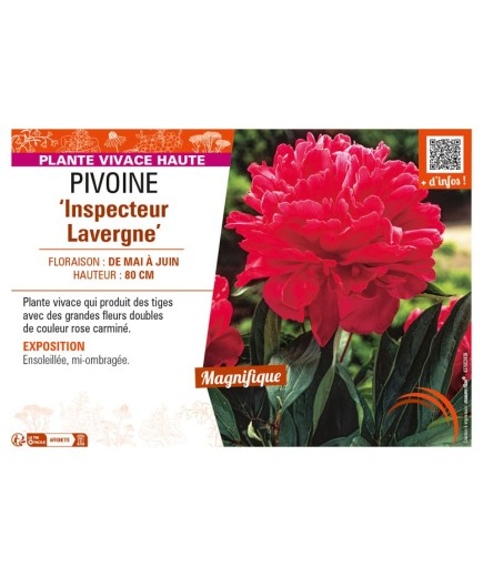 PAEONIA lactiflora Inspecteur Lavergne voir PIVOINE