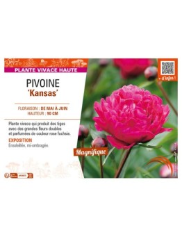 PAEONIA lactiflora Kansas voir PIVOINE