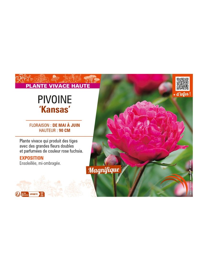 PAEONIA lactiflora Kansas voir PIVOINE