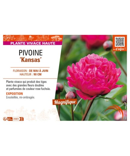 PAEONIA lactiflora Kansas voir PIVOINE