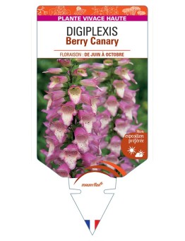 DIGITALIS x valinii Berry Canary voir DIGIPLEXIS