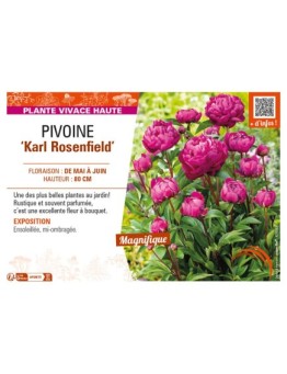 PAEONIA lactiflora Karl Rosenfield voir PIVOINE