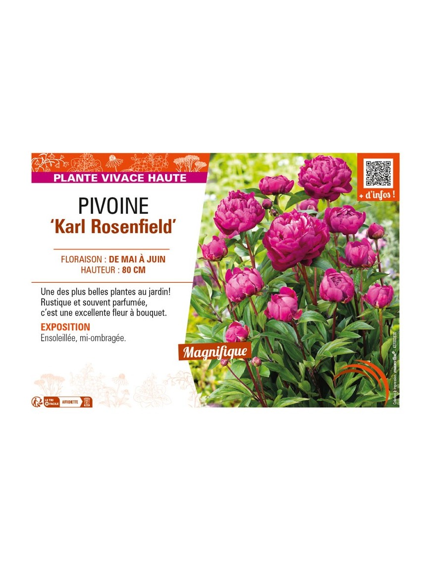 PAEONIA lactiflora Karl Rosenfield voir PIVOINE