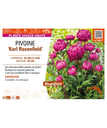 PAEONIA lactiflora Karl Rosenfield voir PIVOINE