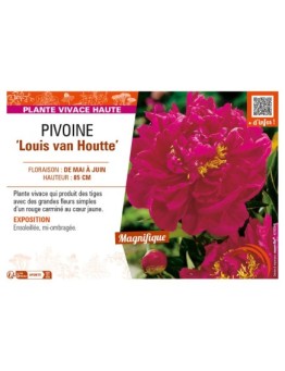 PAEONIA lactiflora Louis van Houtte voir PIVOINE