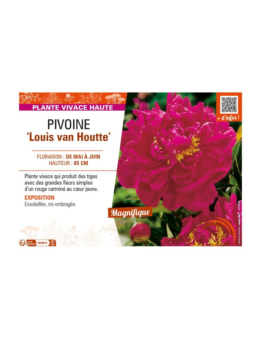 PAEONIA lactiflora Louis van Houtte voir PIVOINE