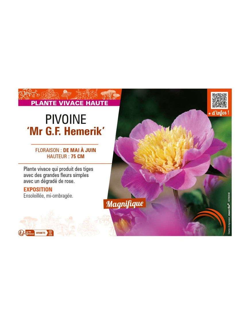 PAEONIA lactiflora Mr G.F. Hemerik voir PIVOINE