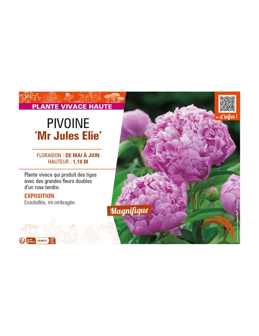 PAEONIA lactiflora Mr Jules Elie voir PIVOINE