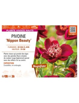 PAEONIA lactiflora Nippon Beauty voir PIVOINE