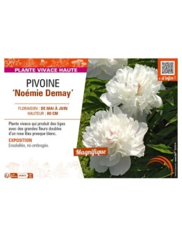 PAEONIA lactiflora Noémie Demay voir PIVOINE