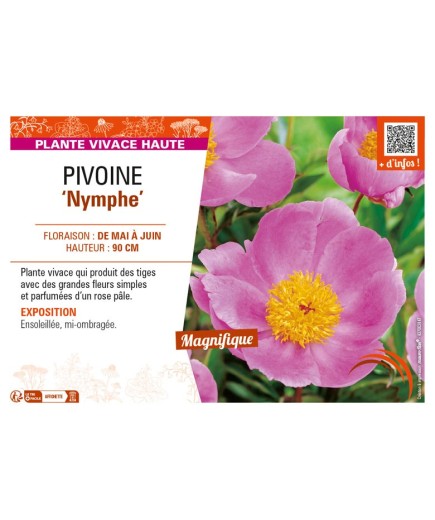 PAEONIA lactiflora Nymphe voir PIVOINE