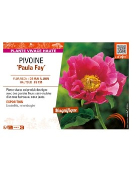 PAEONIA lactiflora Paula Fay voir PIVOINE