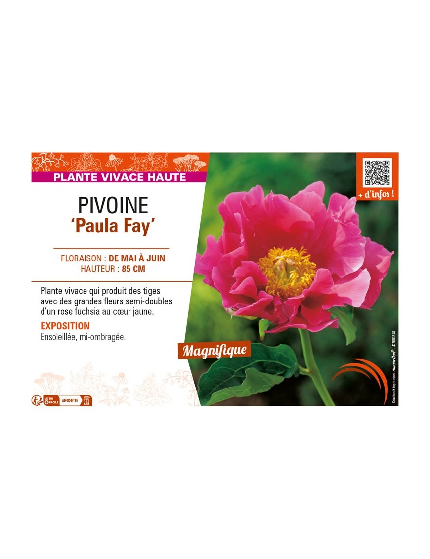PAEONIA lactiflora Paula Fay voir PIVOINE