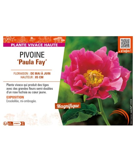 PAEONIA lactiflora Paula Fay voir PIVOINE