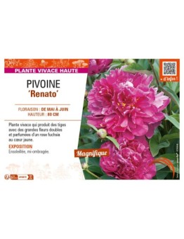 PAEONIA lactiflora Renato voir PIVOINE