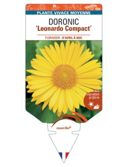 DORONICUM (orientale) Leonardo Compact