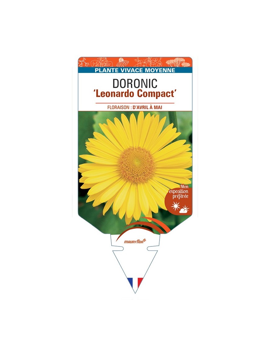 DORONICUM (orientale) Leonardo Compact