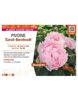 PAEONIA lactiflora Sarah Bernhardt voir PIVOINE