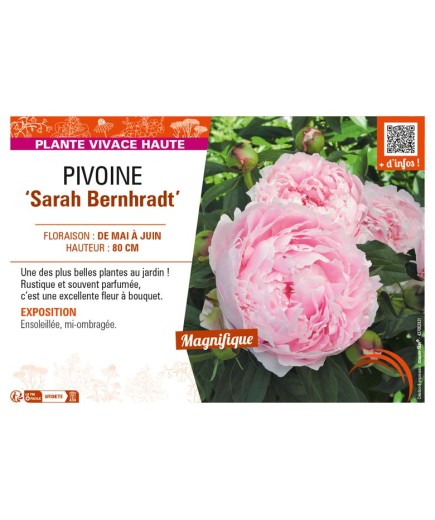 PAEONIA lactiflora Sarah Bernhardt voir PIVOINE