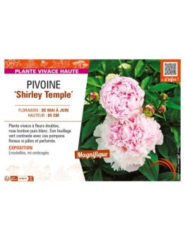 PAEONIA lactiflora Shirley Temple voir PIVOINE