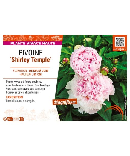 PAEONIA lactiflora Shirley Temple voir PIVOINE