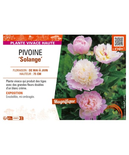 PAEONIA lactiflora Solange voir PIVOINE