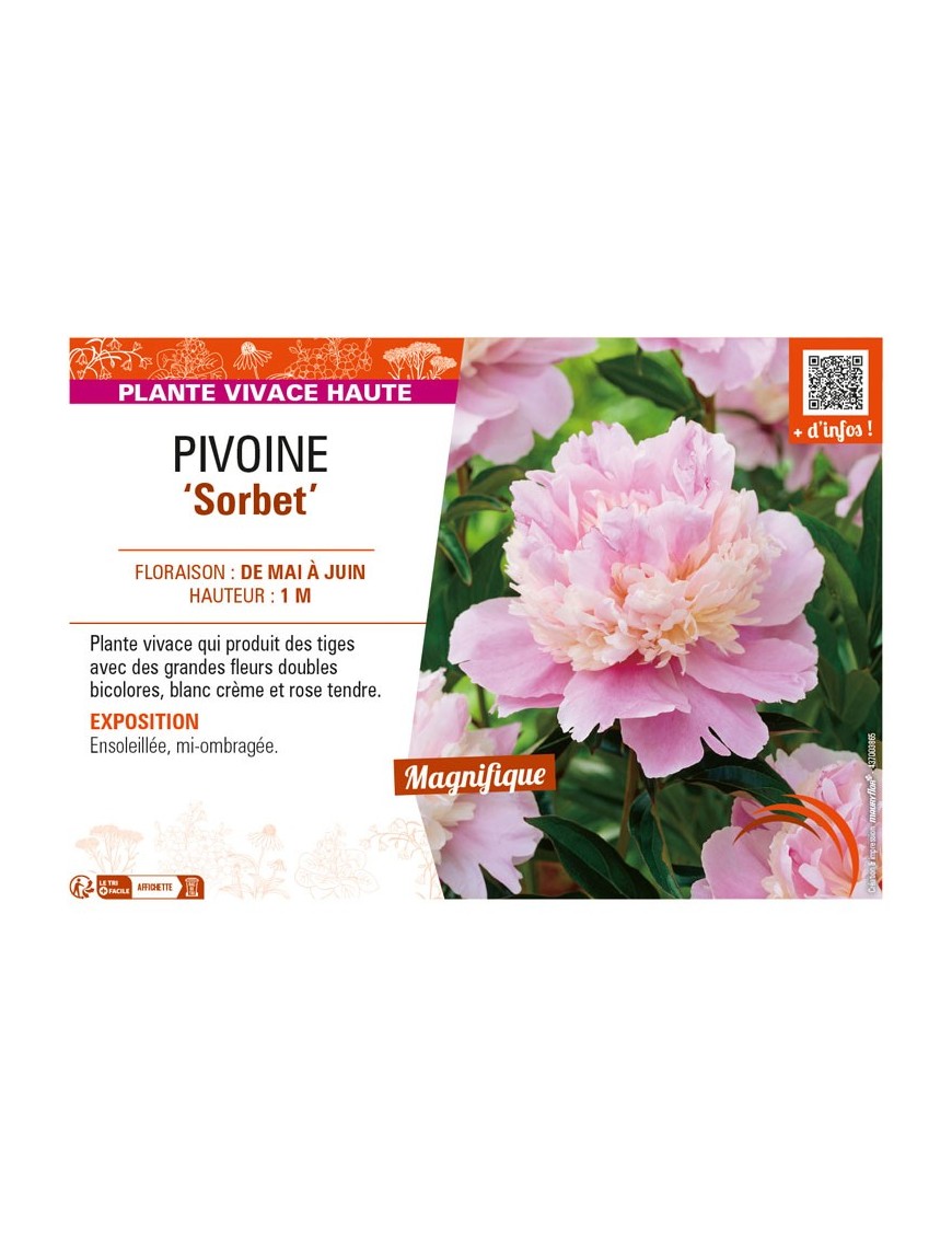 PAEONIA lactiflora Sorbet voir PIVOINE