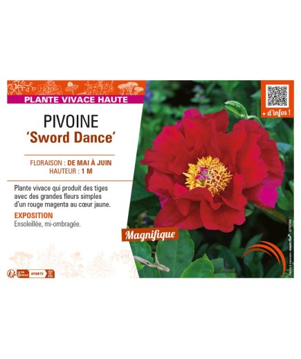 PAEONIA lactiflora Sword Dance voir PIVOINE