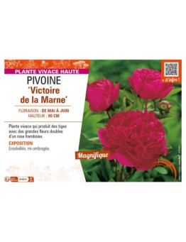 PAEONIA lactiflora Victoire de la Marne voir PIVOINE