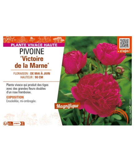 PAEONIA lactiflora Victoire de la Marne voir PIVOINE