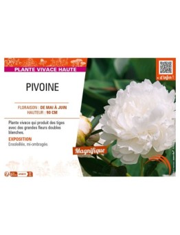 PAEONIA lactiflora voir PIVOINE (double blanc)