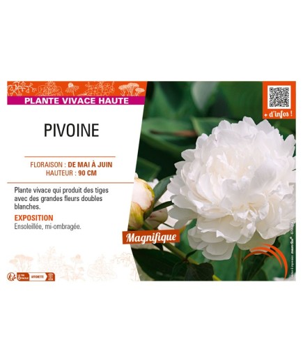 PAEONIA lactiflora voir PIVOINE (double blanc)