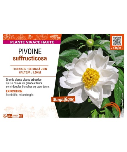 PAEONIA suffruticosa voir PIVOINE (semi-double blanche à cœur jaune)