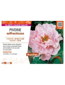 PAEONIA suffruticosa voir PIVOINE (semi-double rose clair à cœur jaune)