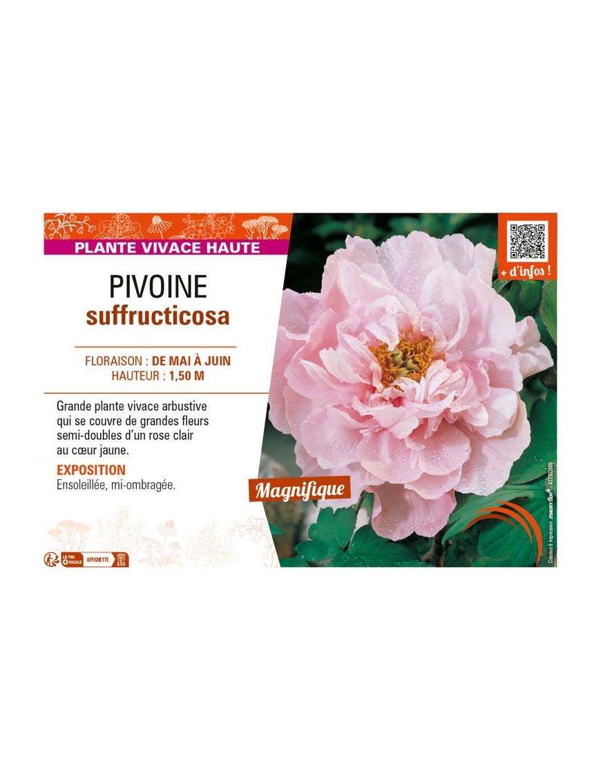 PAEONIA suffruticosa voir PIVOINE (semi-double rose clair à cœur jaune)