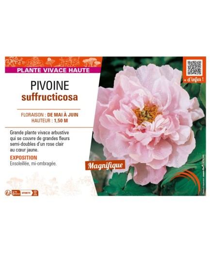 PAEONIA suffruticosa voir PIVOINE (semi-double rose clair à cœur jaune)