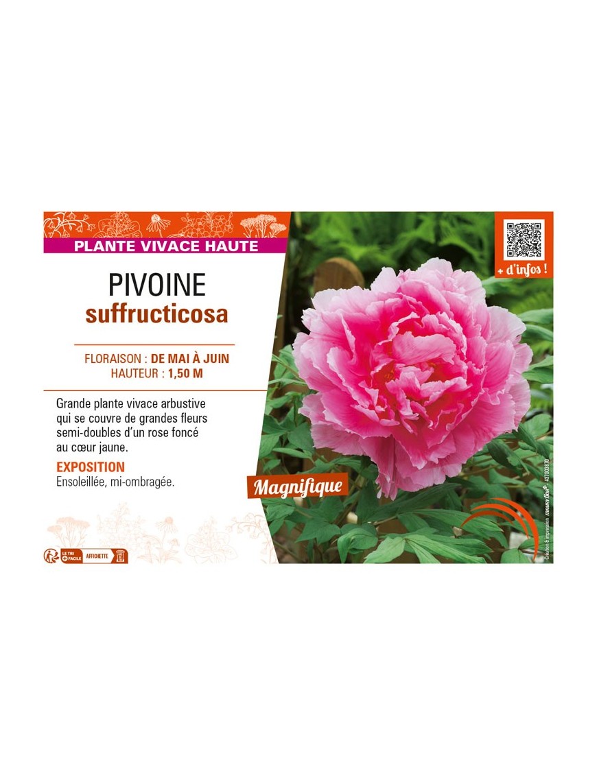 PAEONIA suffruticosa voir PIVOINE (semi-double rose foncé à cœur jaune)