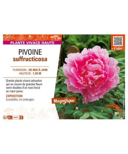PAEONIA suffruticosa voir PIVOINE (semi-double rose foncé à cœur jaune)