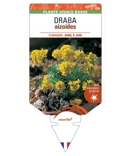 DRABA aizoides