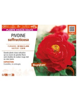 PAEONIA suffruticosa voir PIVOINE (semi-double rouge clair à cœur jaune)