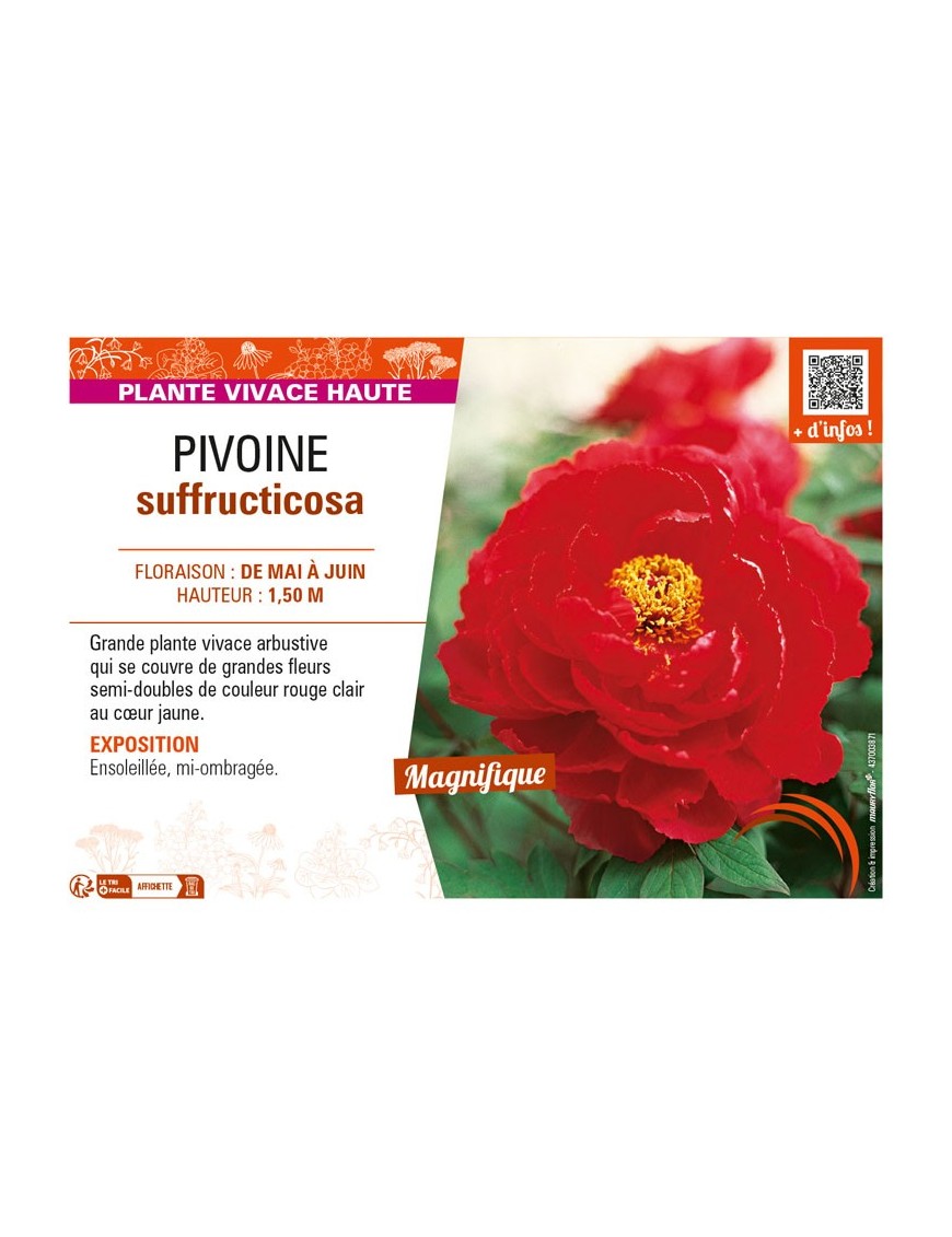 PAEONIA suffruticosa voir PIVOINE (semi-double rouge clair à cœur jaune)