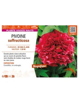 PAEONIA suffruticosa voir PIVOINE (semi-double rouge foncé à cœur jaune)