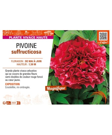 PAEONIA suffruticosa voir PIVOINE (semi-double rouge foncé à cœur jaune)