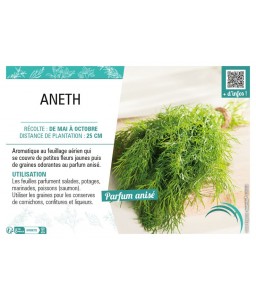 ANETH (OFFICINALE)
