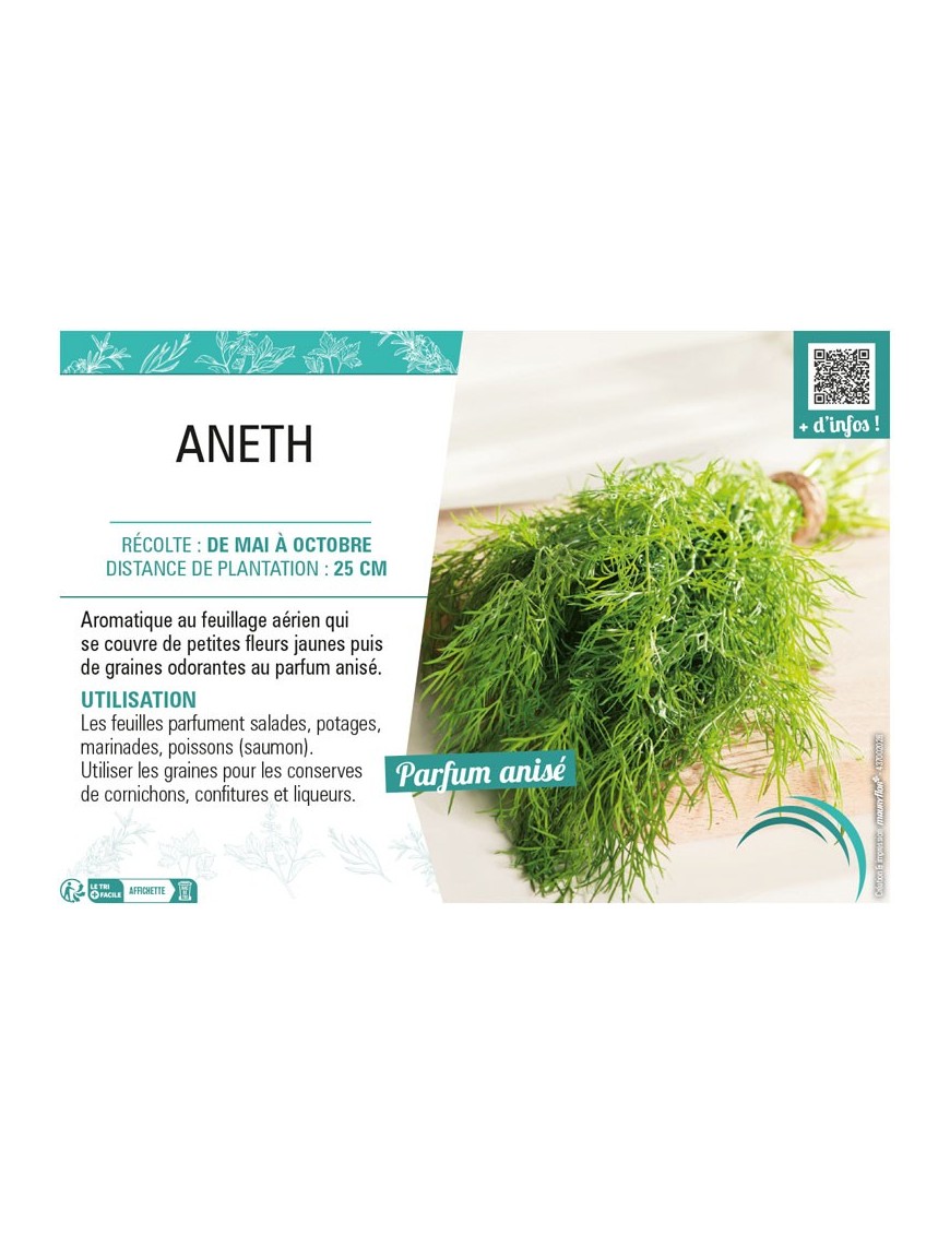 ANETH (OFFICINALE)