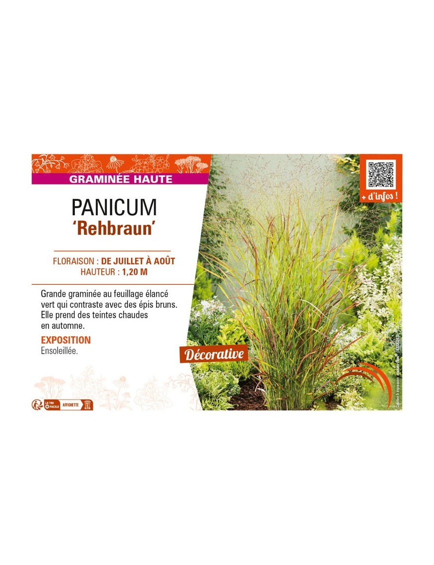 PANICUM (virgatum) Rehbraun