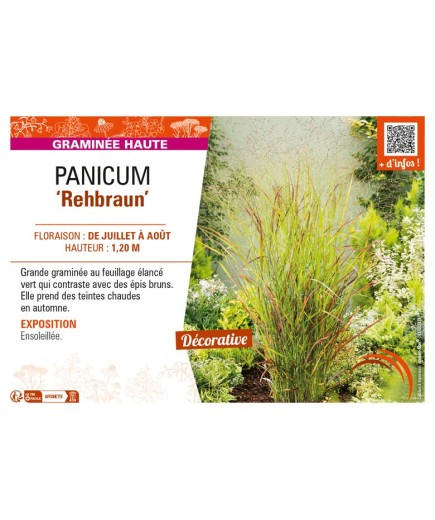 PANICUM (virgatum) Rehbraun