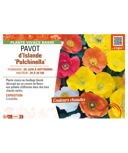 PAPAVER nudicaule Pulchinella mix voir PAVOT d’Islande