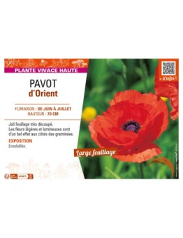 PAPAVER orientale voir PAVOT d’Orient (rouge)